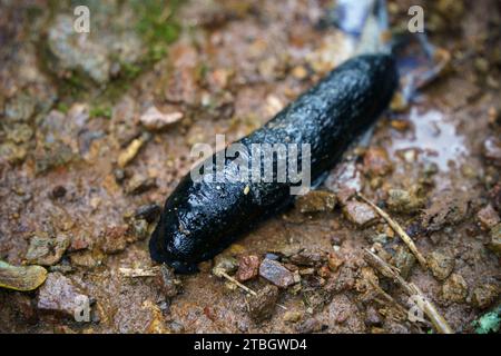 Primo piano di una chiocciola nera su un terreno sporco bagnato Foto Stock