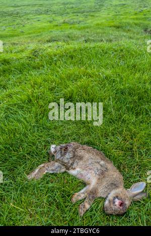 coniglio morto in un campo erboso Foto Stock