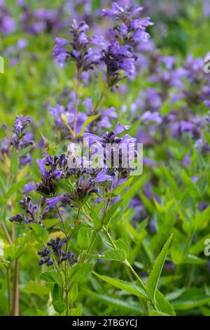 Nepeta subsessilis Laufen, catmint Laufen, piccolo mauve a due labbra / fiori blu. Foto Stock