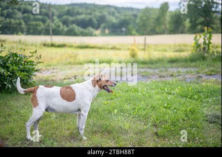 Cane da fattoria danese-svedese di 11 anni nelle campagne di Östergötland in Svezia. Foto Stock