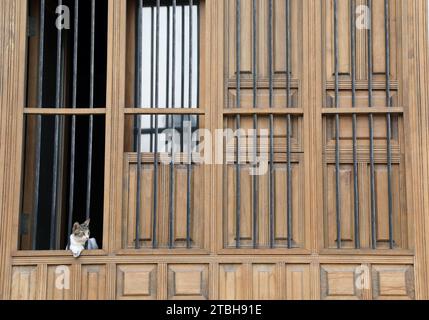 Gatto alla finestra di una casa nel distretto di al Balad di Gedda, in Arabia Saudita Foto Stock