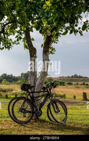 Le due biciclette parcheggiate sotto l'albero in un prato erboso verde Foto Stock