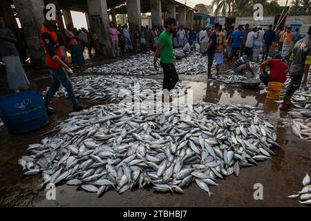 6 novembre 2023, Chattogram, Bangladesh. Pesce fresco in cesti al mercato del pesce di Cox's Bazar, Bangladesh... Foto Stock