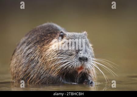 Coypu, Myocastor coypus, alimentazione Foto Stock