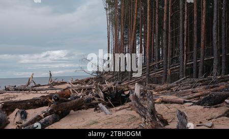 tronchi di alberi caduti su una riva del mare Foto Stock