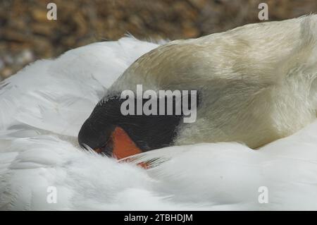 Silute Swan (Cygnus olor) adulto riposa con testa e becco tra le piume. Foto Stock