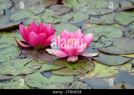 Nymphaea Ellisiana, Water Lily Ellisiana, singola ninfee rossa a forma di stella Foto Stock