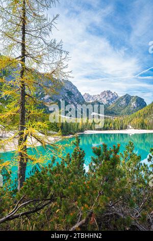 Larice dorato sulla riva di un lago alpino Foto Stock