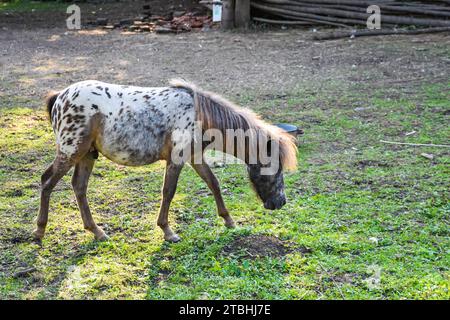 Pony da cavallo. Il cavallo ha abbassato la testa e vuole pascolare l'erba. Dietro il cavallo c'è un vecchio vaso, un secchio per l'acqua Foto Stock