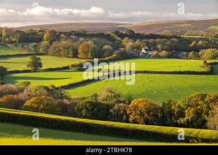 Ammira la campagna verso il borgo di Addiscott nel Dartmoor National Park, Devon, Inghilterra. Autunno (novembre) 2023. Foto Stock