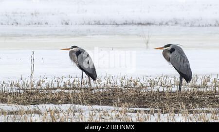 Due Great Blue Herons in un campo agricolo innevato in primavera Foto Stock