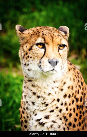 Northeast Cheetah Foto Stock