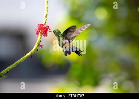 Amazilia Tobaci, un colibrì a rumbi di rame, che vola lontano dalla macchina fotografica e si nutre di fiori con bokeh sullo sfondo Foto Stock