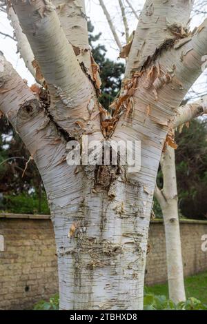 Betulla himalayana "Silver Shadow" (Betula utilis var. Jacquemontii "ombra d'argento") con corteccia bianca Foto Stock