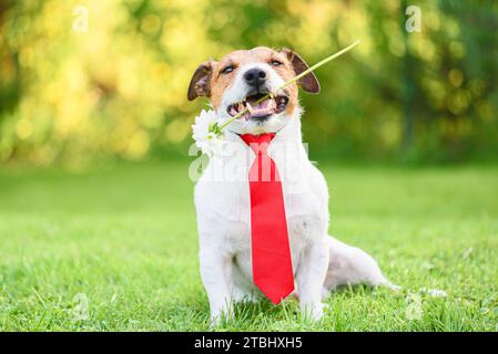 Saluto per festività o compleanno con un cane che tiene il fiore in bocca e indossa una cravatta per un look da festa Foto Stock