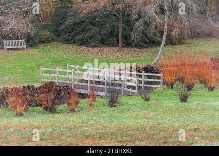 Vista del giardino d'inverno Savill Gardens, Surrey Berkshire Border, Inghilterra, Regno Unito, durante dicembre, con colorate cuccioli Foto Stock