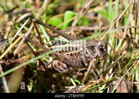 Foto macro della testa di un cespuglio-cricket nell'erba Foto Stock