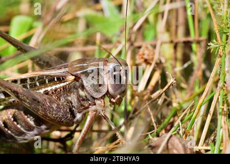 Foto macro della testa di un cespuglio-cricket nell'erba Foto Stock