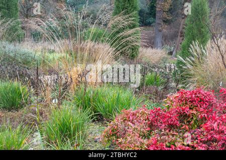 Vista dei giardini di Savill durante dicembre o inverno, confine con il Surrey Berkshire, Inghilterra, Regno Unito, con il bambù celeste (Nandina domestica 'Pygmaea') e le erbe Foto Stock