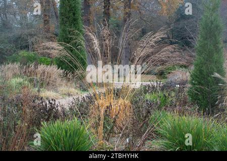 Vista dei Savill Gardens durante dicembre o inverno, Surrey Berkshire Border, Inghilterra, Regno Unito Foto Stock