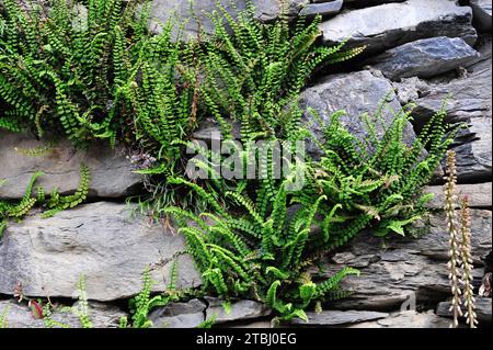 Maidenhair splenwort (Asplenium tricomanes) è una felce di distribuzione mondiale. Questa foto è stata scattata ad Areu, provincia di Lleida, Catalogna, Spagna. Foto Stock