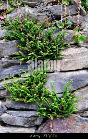 Maidenhair splenwort (Asplenium tricomanes) è una felce di distribuzione mondiale. Questa foto è stata scattata ad Areu, provincia di Lleida, Catalogna, Spagna. Foto Stock