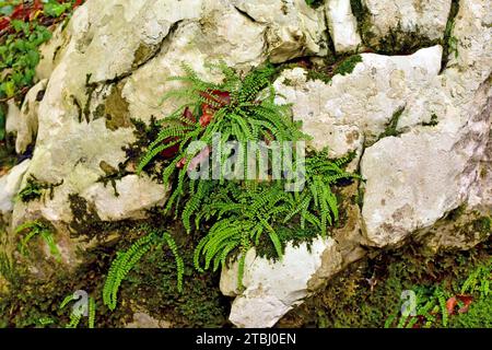 Maidenhair splenwort (Asplenium tricomanes) è una felce di distribuzione mondiale. Questa foto è stata scattata nel Parco Nazionale di plitvice, Croazia. Foto Stock