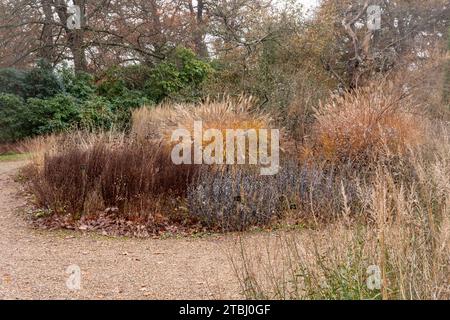 Vista invernale di Savill Gardens, Surrey Berkshire Border, Inghilterra, Regno Unito, nel mese di dicembre Foto Stock