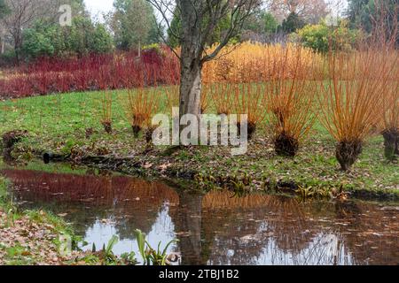 Vista del giardino d'inverno Savill Gardens, Surrey Berkshire Border, Inghilterra, Regno Unito, durante dicembre, con colorate cuccioli Foto Stock