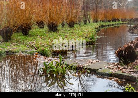 Vista del giardino d'inverno Savill Gardens, Surrey Berkshire Border, Inghilterra, Regno Unito, durante dicembre, con coloratissimi boschi di cani vicino all'acqua Foto Stock