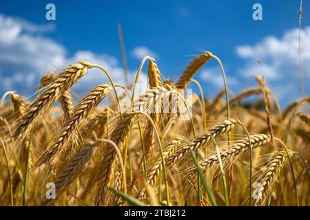 Campo di grano dorato e cielo al tramonto, paesaggio della raccolta di grano agricolo nella stagione del raccolto, panorama. Agricoltura, agricoltura e agricoltura. Paesaggio estivo Foto Stock