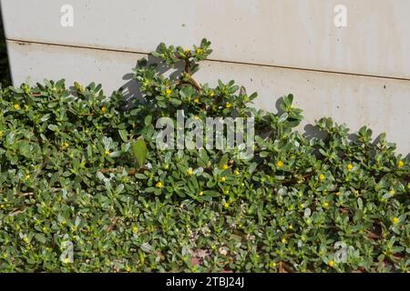 Portulak, in den Fugen, Ritzen zwischen Pflastersteinen, Gemüse-Portulak, Sommerportulak, Portulaca oleracea, porcellana comune, verdolaga, alghe suine, lit Foto Stock