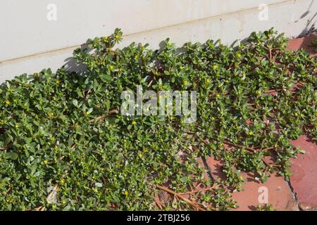 Portulak, in den Fugen, Ritzen zwischen Pflastersteinen, Gemüse-Portulak, Sommerportulak, Portulaca oleracea, porcellana comune, verdolaga, alghe suine, lit Foto Stock