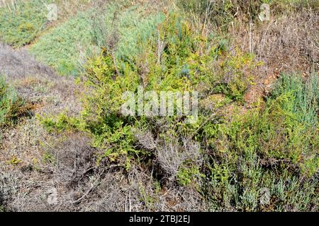 La Suaeda vera è una pianta grassa alophyte originaria dei suoli salini del bacino del Mediterraneo e delle Isole Canarie. T Foto Stock