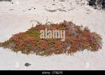 La Suaeda vera è una pianta grassa alophyte originaria dei suoli salini del bacino del Mediterraneo e delle Isole Canarie. T Foto Stock