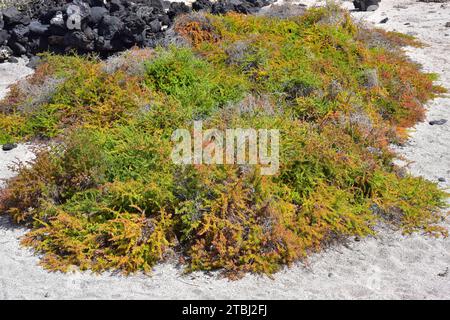 La Suaeda vera è una pianta grassa alophyte originaria dei suoli salini del bacino del Mediterraneo e delle Isole Canarie. T Foto Stock