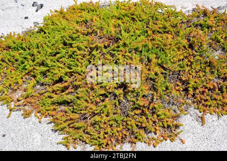 La Suaeda vera è una pianta grassa alophyte originaria dei suoli salini del bacino del Mediterraneo e delle Isole Canarie. T Foto Stock