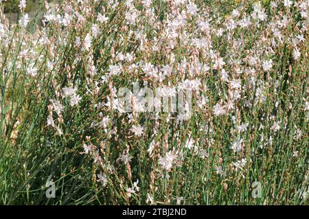 L'onionweed o asfodel rosa (Asphodelus fistulosus) è un'erba annuale originaria della regione mediterranea. Questa foto è stata scattata nell'isola di Cabrera National P. Foto Stock