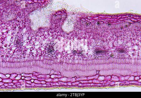 Sezione trasversale della foglia di oleandro (oleandro di Nerio). Microscopio ottico. Ingrandimento X200. Foto Stock