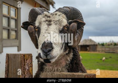 la museruola ram da vicino sbircia fuori da dietro la recinzione Foto Stock