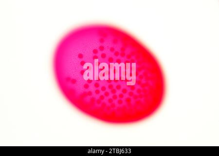 Volvox, clorofita coloniale. Microscopio ottico X100. Foto Stock