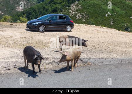 Tre maiali Nustrale davanti a un'auto blu. Corsica, Francia. Foto Stock