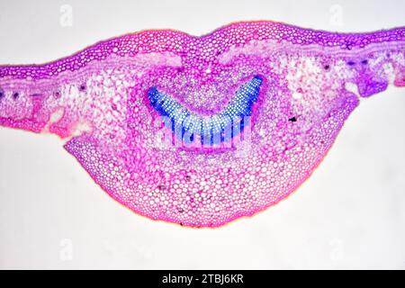 Sezione trasversale delle foglie di Nerium oleander che mostra epidermide, palisade mesophyll, mesophyll spugnoso, fascio vascolare, floem, xylem, collenchima e stomata Foto Stock