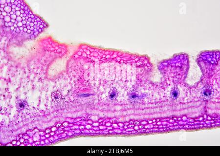 Sezione trasversale delle foglie di Nerium oleander che mostra epidermide, palisade mesophyll, mesophyll spugnoso, fascio vascolare, floem, xylem, collenchima e stomata Foto Stock