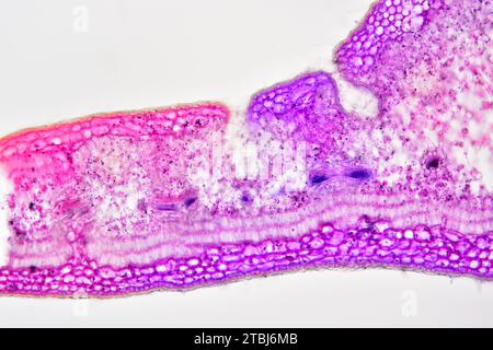 Sezione trasversale delle foglie di Nerium oleander che mostra epidermide, palisade mesophyll, mesophyll spugnoso, fascio vascolare, floem, xylem, collenchima e stomata Foto Stock