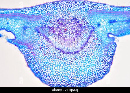 Sezione trasversale delle foglie di Nerium oleander che mostra epidermide, palisade mesophyll, mesophyll spugnoso, fascio vascolare, floem, xylem, collenchima e stomata Foto Stock