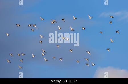 Gregge di anatre dal collo ad anello in volo sul Wisconsin settentrionale. Foto Stock