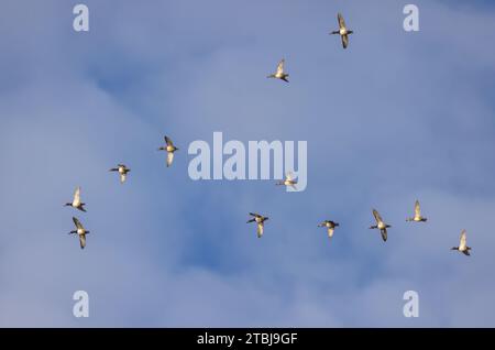 Gregge di anatre dal collo ad anello in volo sul Wisconsin settentrionale. Foto Stock