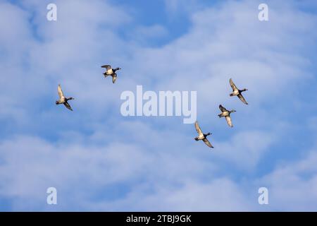 Gregge di anatre dal collo ad anello in volo sul Wisconsin settentrionale. Foto Stock