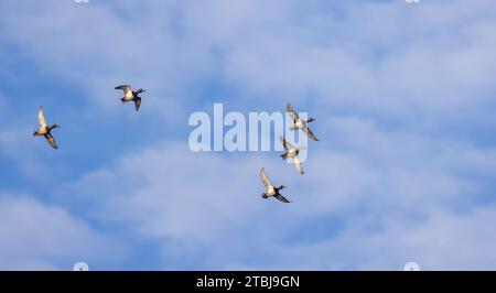 Gregge di anatre dal collo ad anello in volo sul Wisconsin settentrionale. Foto Stock